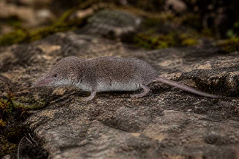 Image of a Southern Elongated White-toothed Shrew in its natural habitat