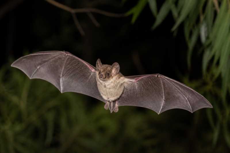 Image of a Southern Forest Bat in its natural habitat