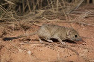 Image of a Southern Mulgara in its natural habitat