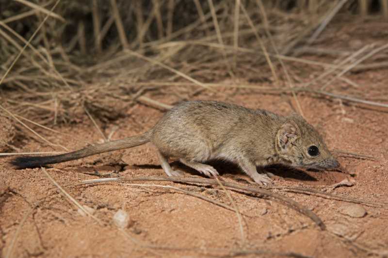 Image of a Southern Mulgara in its natural habitat