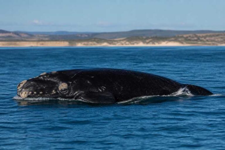 Image of a Southern Right Whale in its natural habitat