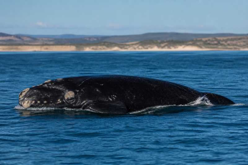 Image of a Southern Right Whale in its natural habitat