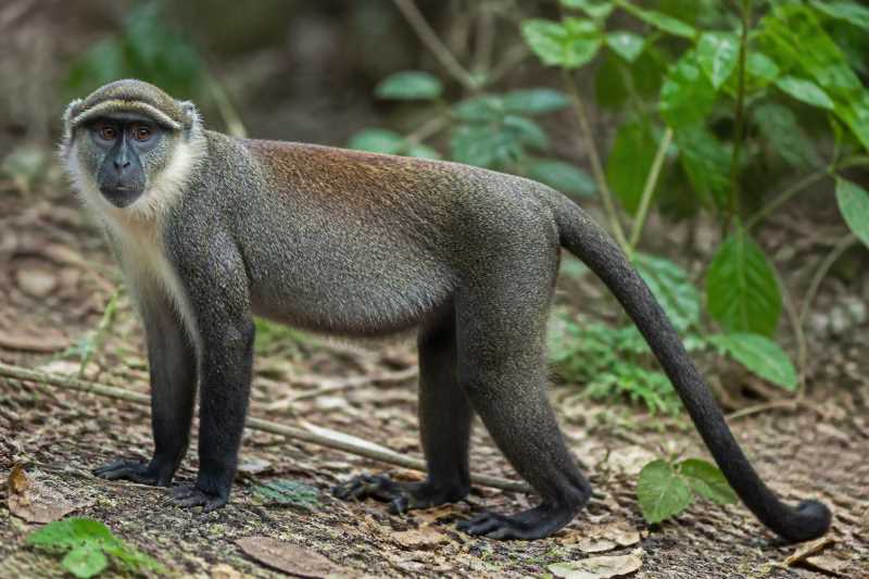 Image of a Southern Talapoin Monkey in its natural habitat