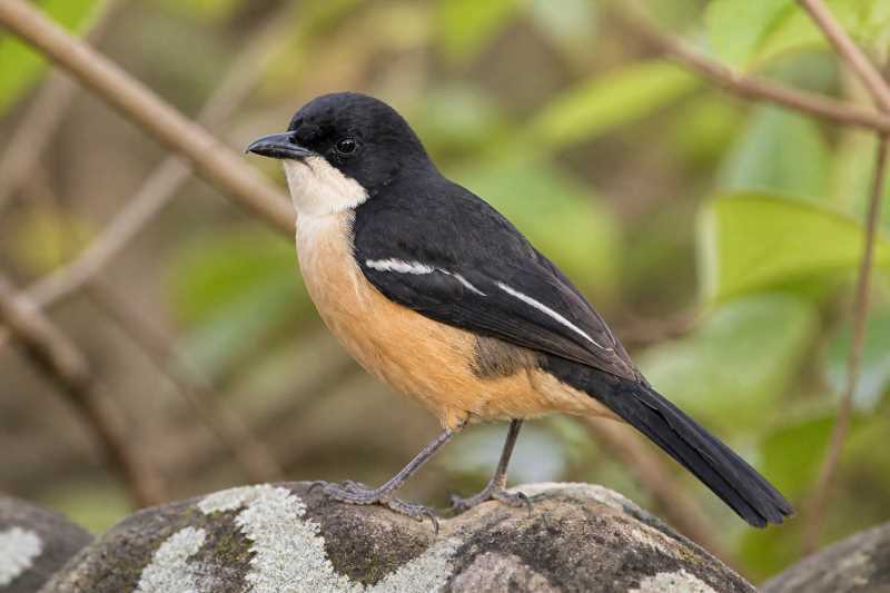 Image of a Southern Boubou in its natural habitat