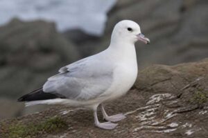 Image of a Southern Fulmar in its natural habitat