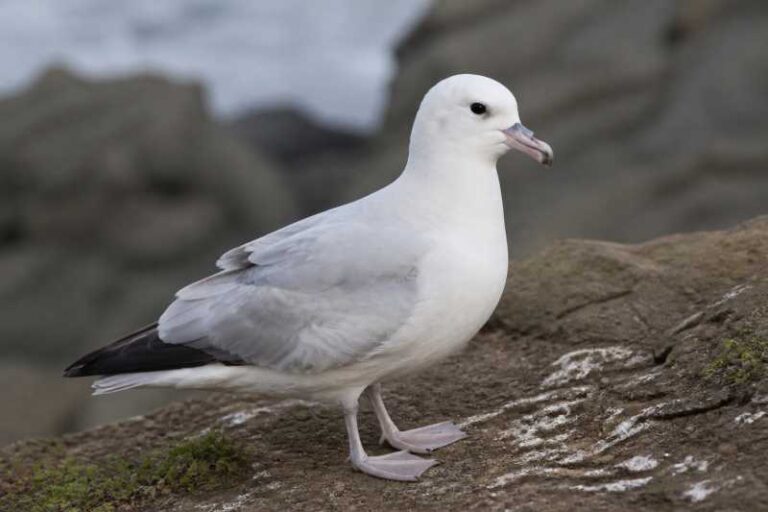 Image of a Southern Fulmar in its natural habitat