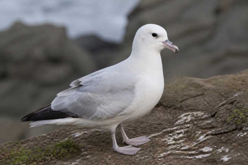 Image of a Southern Fulmar in its natural habitat