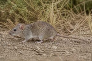 Image of a Southwestern Xanthurus Rat in its natural habitat
