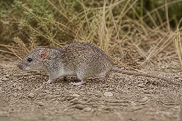 Image of a Southwestern Xanthurus Rat in its natural habitat