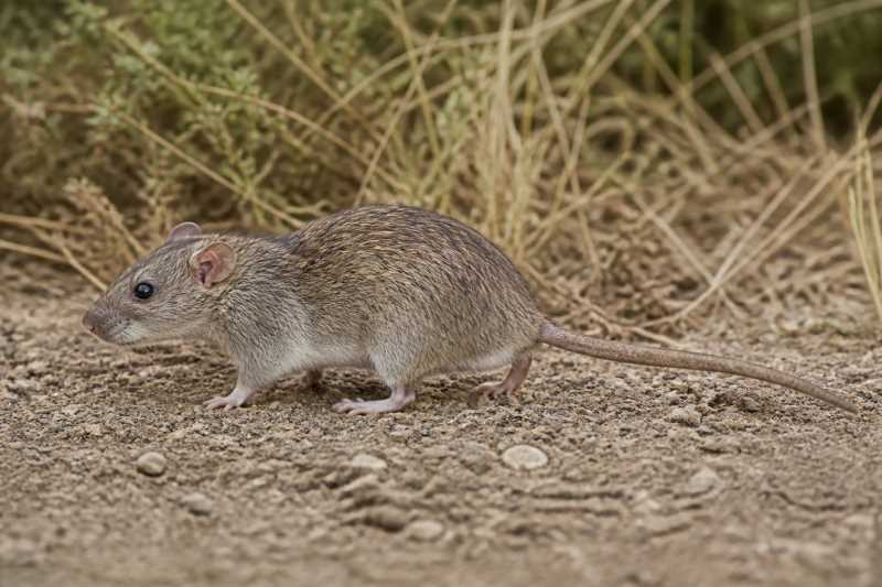 Image of a Southwestern Xanthurus Rat in its natural habitat