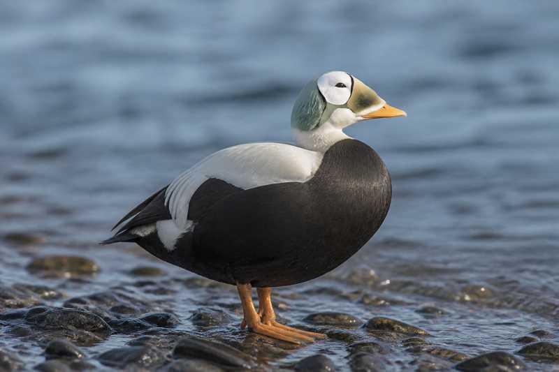 Image of a Spectacled Eider in its natural habitat