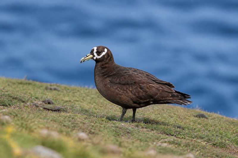 Image of a Spectacled Petrel in its natural habitat