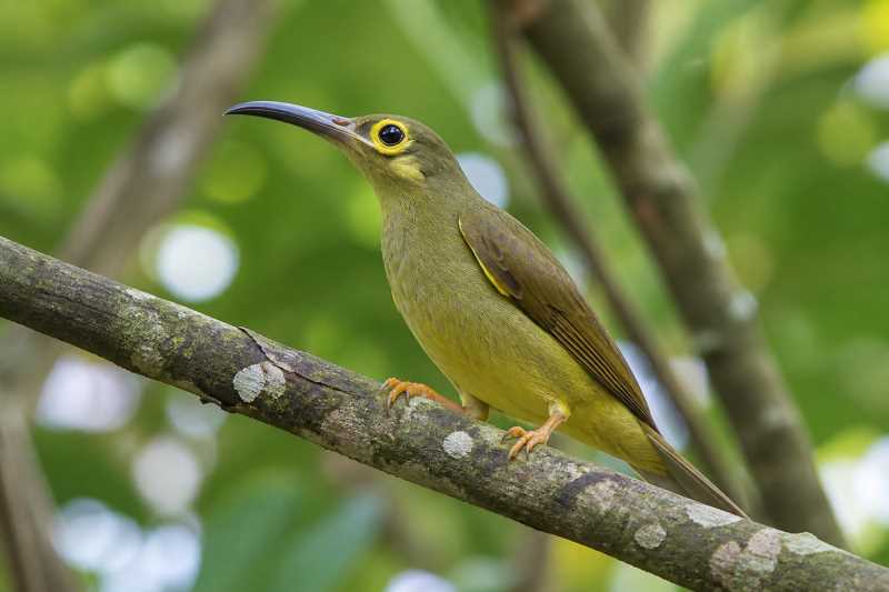 Image of a Spectacled Spiderhunter in its natural habitat