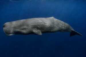 Image of a Sperm Whale in its natural habitat