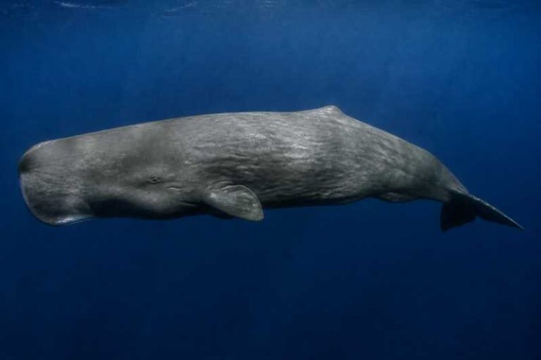 Image of a Sperm Whale in its natural habitat