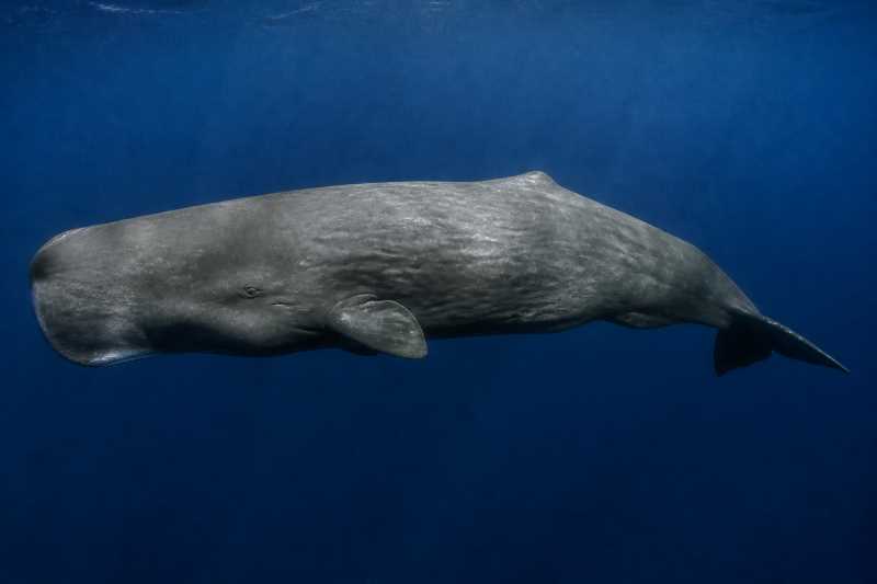 Image of a Sperm Whale in its natural habitat