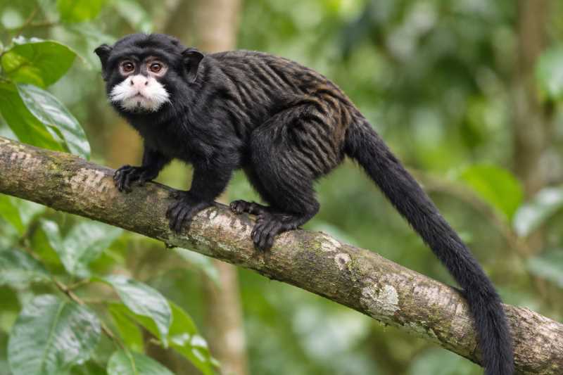Image of a Spix's Mustached Tamarin in its natural habitat