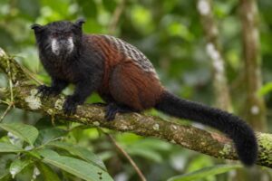 Image of a Spix's Saddle-back Tamarin in its natural habitat