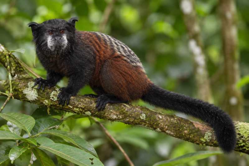 Image of a Spix's Saddle-back Tamarin in its natural habitat