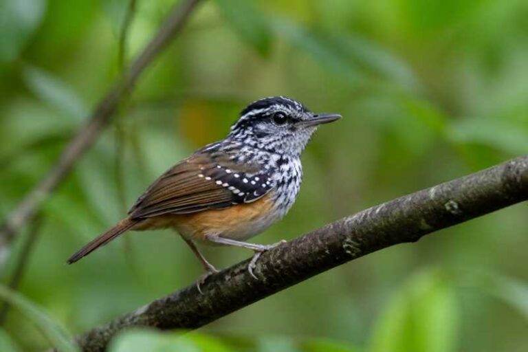 Image of a Spix's Warbling Antbird in its natural habitat