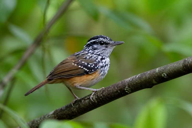 Image of a Spix's Warbling Antbird in its natural habitat