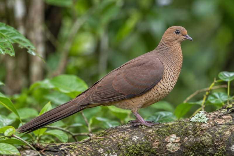 Image of a Spot-breasted Cuckoo-Dove in its natural habitat