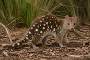 Image of a Spotted-tailed Quoll in its natural habitat