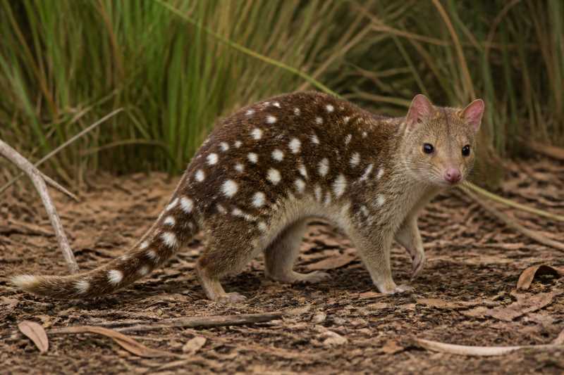 Image of a Spotted-tailed Quoll in its natural habitat