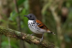 Image of a Spotted Antbird in its natural habitat