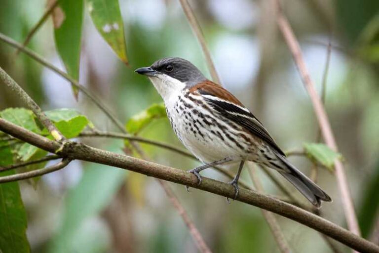 Image of a Spotted Crocias in its natural habitat