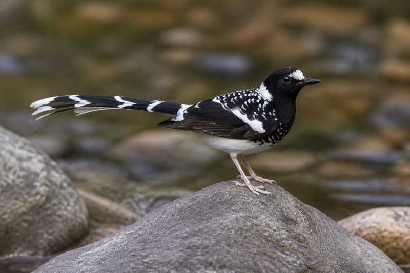 Image of a Spotted Forktail in its natural habitat