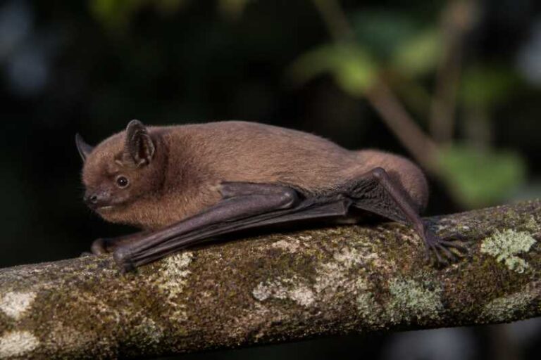 Image of a Spurrell's Woolly Bat in its natural habitat