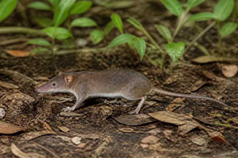 Image of a Spy Hocicudo in its natural habitat