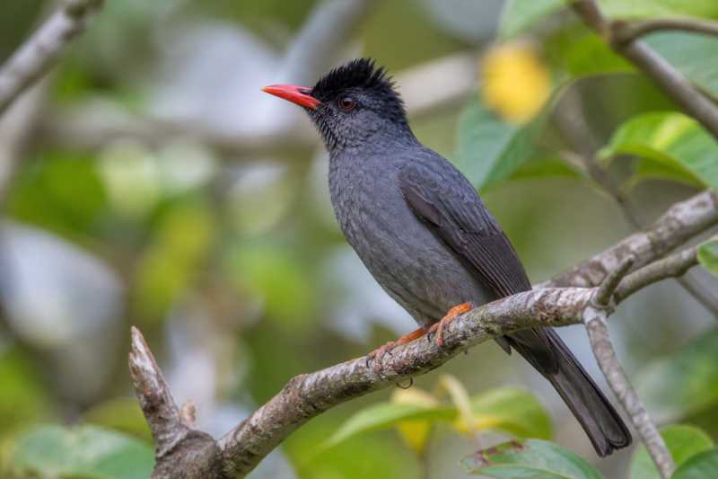 Image of a Square-tailed Bulbul in its natural habitat
