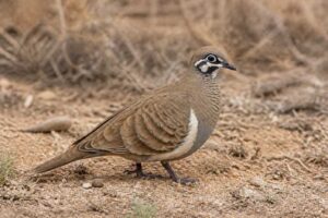 Image of a Squatter Pigeon in its natural habitat
