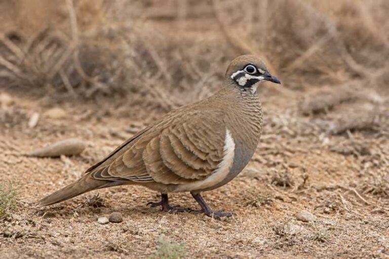Image of a Squatter Pigeon in its natural habitat