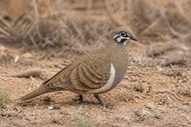 Image of a Squatter Pigeon in its natural habitat