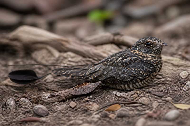 Image of a Standard-winged Nightjar in its natural habitat