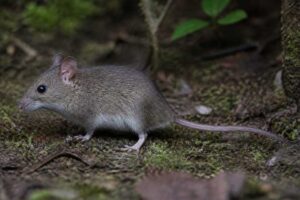 Image of a Stanley's Wood Mouse in its natural habitat