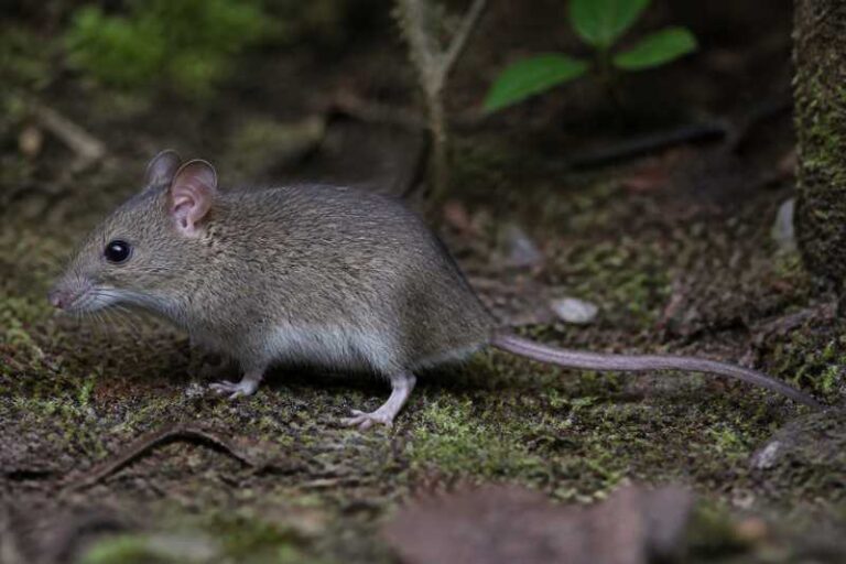 Image of a Stanley's Wood Mouse in its natural habitat