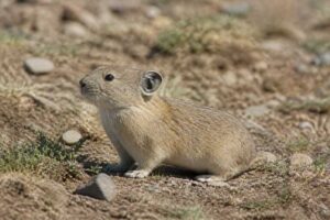 Image of a Steppe Pika in its natural habitat