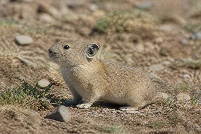 Image of a Steppe Pika in its natural habitat