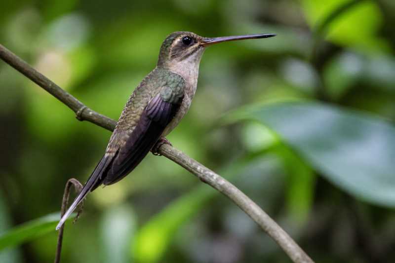 Image of a Straight-billed Hermit in its natural habitat