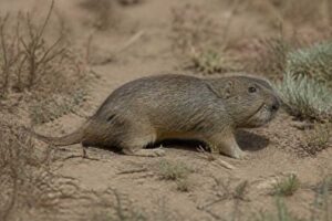 Image of a Strecker's Pocket Gopher in its natural habitat