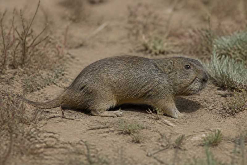 Image of a Strecker's Pocket Gopher in its natural habitat