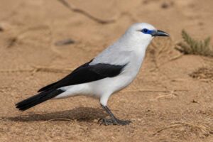Image of a Stresemann's Bushcrow in its natural habitat