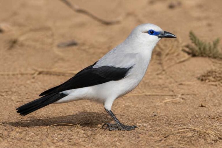 Image of a Stresemann's Bushcrow in its natural habitat