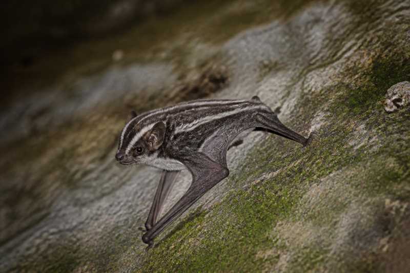 Image of a Striped Roundleaf Bat in its natural habitat