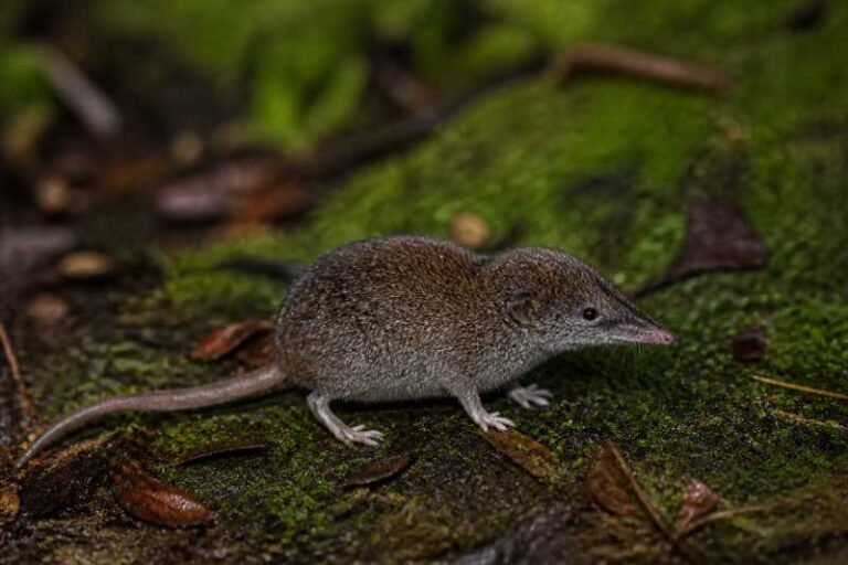 Image of a Sulawesi Shrew Mouse in its natural habitat