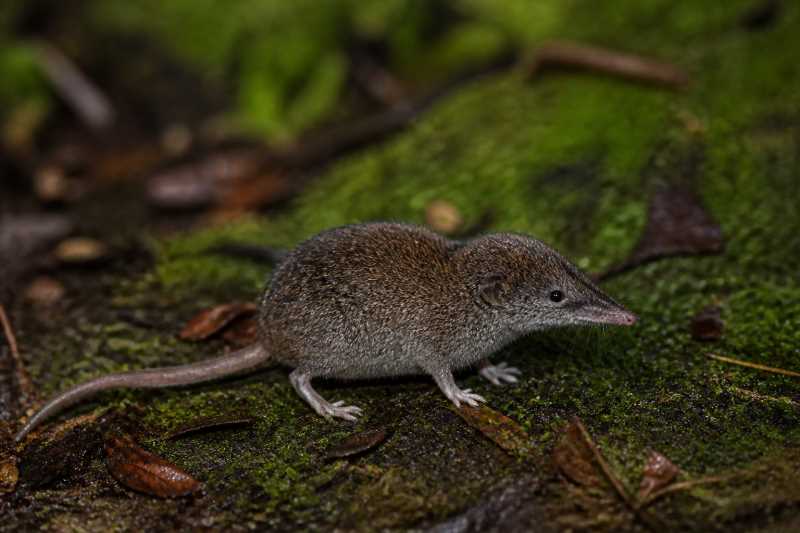 Image of a Sulawesi Shrew Mouse in its natural habitat